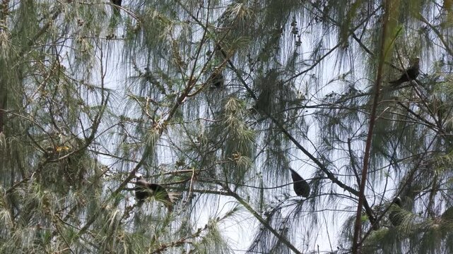 Wedge-tailed shearwater birds perched on the branches of pine trees 