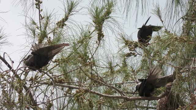 Back view of wedge-tailed shearwater birds perched on the branches of a pine tree 