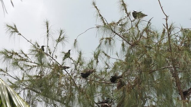 Steady footage of wedge-tailed shearwater birds flying from one branch of a pine tree to another  