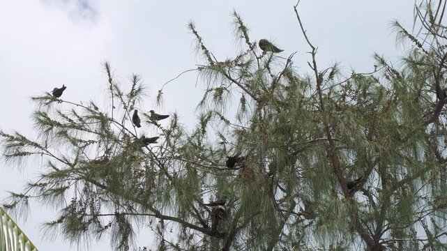 A flock of wedge-tailed shearwater birds flying in and perching on the branches of a pine tree 