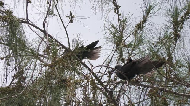 Medium close up footage of two wedge-tailed shearwater birds perched on the branches of a tree