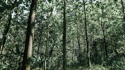 Obraz premium Lush Green Forest with Sunlight Filtering Through Trees