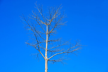 Bare Tree Branches Against Clear Blue Sky Background