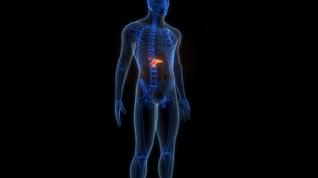 Human Internal Organs Pancreas with Gallbladder Anatomy Animation Concept 