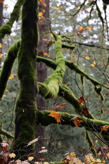 autumn leaves on trees