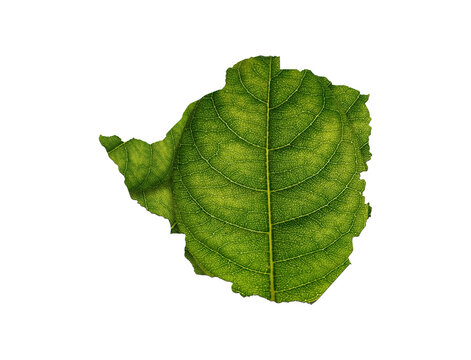 recommend clip art: Zimbabwe map made of green leaves on white background ecology concept
                    