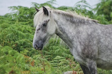 Pony on the Holy Isle