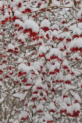 Snow falling on red berries
