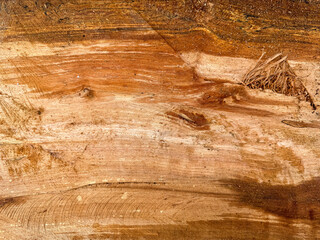 Cross-section of Palm tree trunk