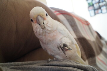 Playful Cockatoo Extending Its Foot