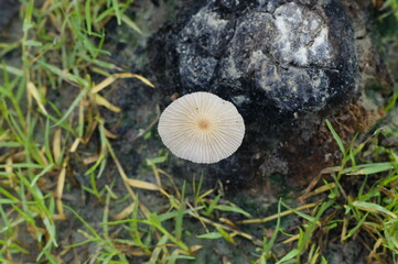 "Natural Harmony: Macro Shot of Mushroom Amidst Wild Grass on Soil"