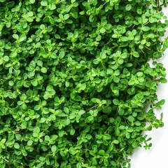 Obraz premium Dense cluster of vibrant green leaves.