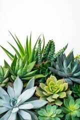 Obraz premium Assorted succulents, vibrant green, white background.
