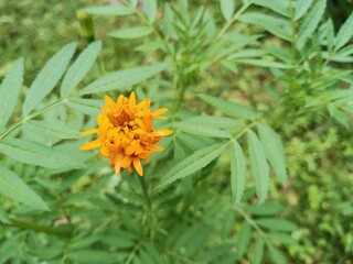 marygold flower in the garden