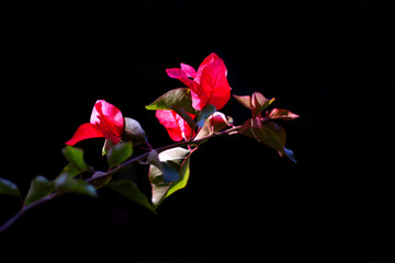Fototapeta premium Delicate red bougainvillea petals illuminated against a dark background, showcasing their vibrant colour. Perfect for use in botanical studies, floral art and decorative design projects.