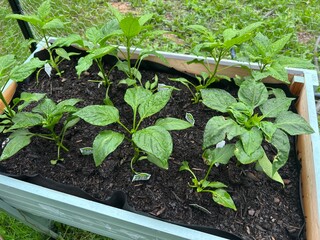 Young Pepper Plants in a Raised Garden Bed with Fresh Green Leaves