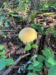 Bright Yellow Mushroom with White Speckles Growing on a Forest Floor