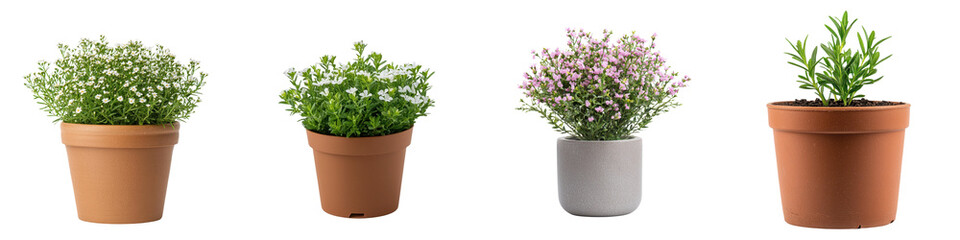 Fototapeta premium Diosma flowering potted plant in various colors on white background