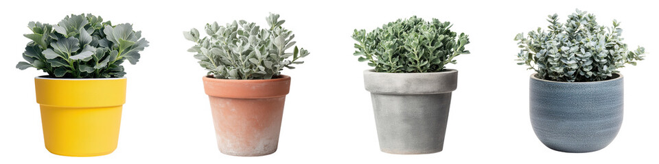Fototapeta premium Dusty Miller Succulent Plant in Ceramic Pot on White Background