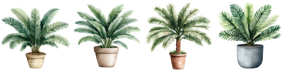 Obraz premium Sago Palm Plant in Watercolor Pots for Home and Office Decor