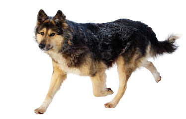 A dog is running on a white background