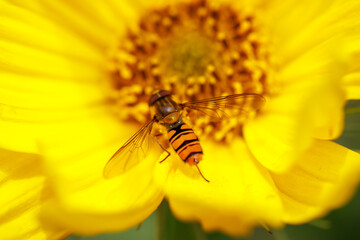 A yellow flower with a bee on it