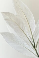 Delicate white leaves, elegant lines, soft light.