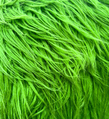 A green, fuzzy, and long hair texture
