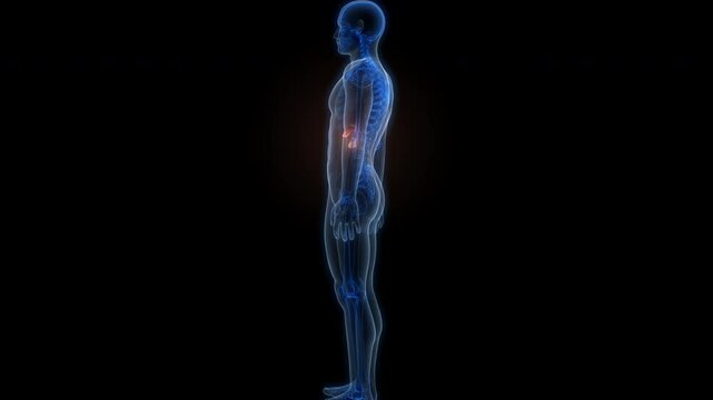 Human Internal Organs Pancreas with Gallbladder Anatomy Animation Concept 