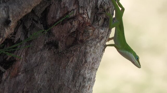 Steady footage of a green lizard on a tree trunk