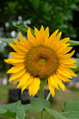 Close-up of sunflower in garden.