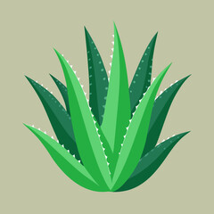 aloe vera plant
