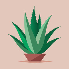 aloe vera plant