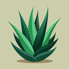 aloe vera plant