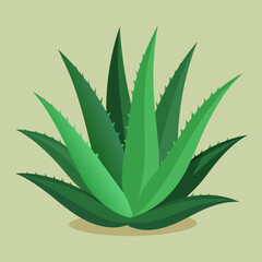 aloe vera plant isolated
