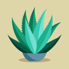 aloe vera plant