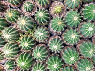 cactus photography tropical home interior gardening inspiration