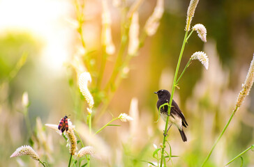 Pied Bushchat In Early In Morning With Blister Beetle in side.