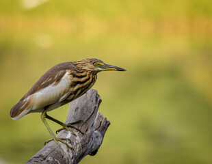 Heron Perched On A Tree.