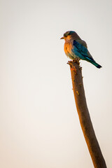 An Indian Roller Perched On A Branch In A Early Morning And Sunrays Falling On It.
