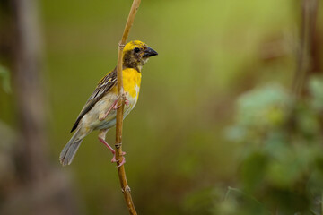 A Beautiful Baya Weaver Perched On A Tiny Branch.