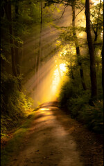 Fototapeta premium morning in the forest