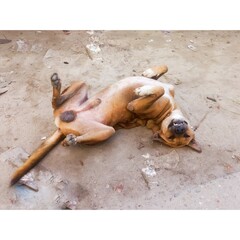 Dog sleeping upside down isolated on ground at nature background. Street dog sleeping in funny position.