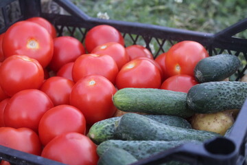 Tomatoes and cucumbers in a basket, new harvest