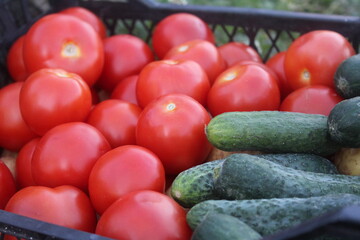 Tomatoes and cucumbers in a basket, new harvest
