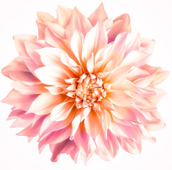 Fototapeta premium Pink dahlia. Flower on a white isolated background with clipping path. For design. Closeup. Nature.