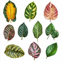 Fototapeta premium Collection of colorful tropical leaves.