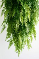 Lush green ferns hang, vibrant foliage.