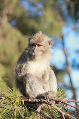 group of monkeys sitting on the branches of a tree in a lush, green forest environment. The monkeys...