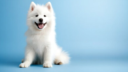Fototapeta premium Charming fluffy dog smiling in a blue studio cute pet photography indoor environment joyful concept
